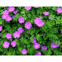 Geranium'Tiny Monster' 