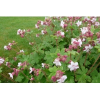 Geranium macrorrhizum'Spessart' 