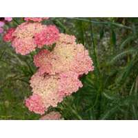 Achillea millefolium'Wesersandstein'