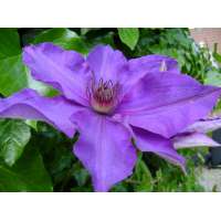 Clematis'The President' 