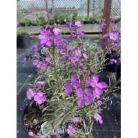 Erysimum'Bowles Me Away'