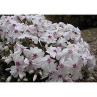 Phlox subulata'Amazing Grace'