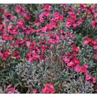 Erysimum'Red Jep'