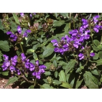 Prunella grandiflora