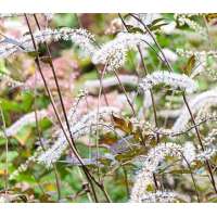 Actaea racemes'Queen of Sheba'