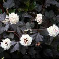 Physocarpus opulifolius'Red Baron' 