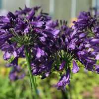 Agapanthus'Poppin Purple'