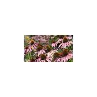 Echinacea'Leuchtstern'