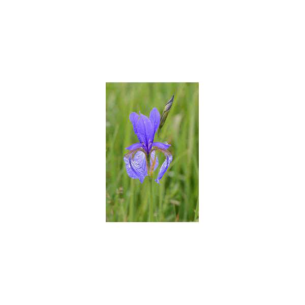 Iris sibirica