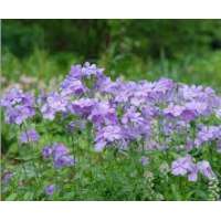 Phlox divaricata'Blue Moon'