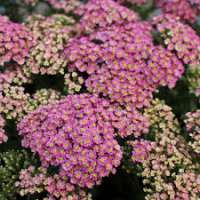 Achillea millefolium'Milly Rock Rose'