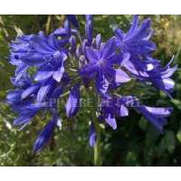 Agapanthus'Meibont'