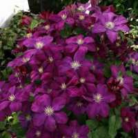 Clematis'Voluceau' 