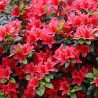 Azalea japonica'Geisha Red' 