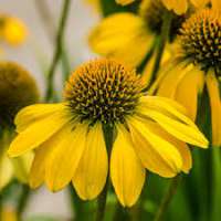 Echinacea'Sunny Meadow Mama'