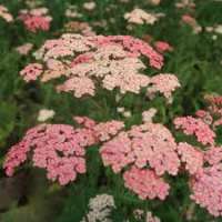 Achillea millefolium'Butterfly Bombshell'