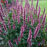 Agastache'Beelicious Pink'