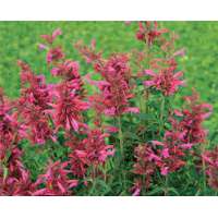 Agastache mexicana'Rupestris Duet'