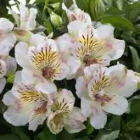 Alstroemeria'Beach Valley'