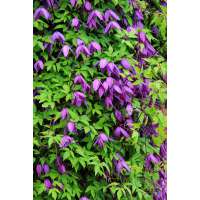 Clematis'Tage Lundell' 