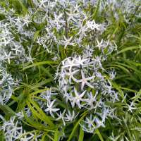 Amsonia illustris