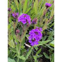 Verbena rigida