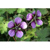 Geranium'Salome'