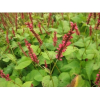 Persicaria amplexicaulis'Firedance' 