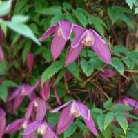 Clematis viticella'Mrs.T.Lundell' 