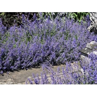 Nepeta racemosa'Senior'