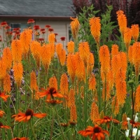 Kniphofia'Mango Popsicle'