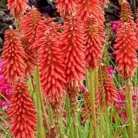 Kniphofia'Red Hot Popsicle'