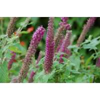 Teucrium hyrcanium'Paradise Delight'