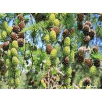 Larix kaempferi 