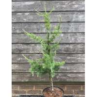 Larix laricina'Iron Rod' 