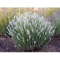 Lavandula angustifolia'Alba'