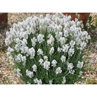 Lavandula angustoflia'Arctic Snow'