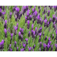 Lavandula stoechas 