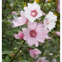 Lavatera'Barnsley'