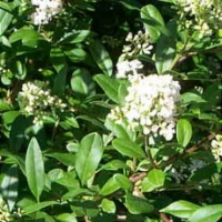 Ligustrum vulgare'Atrovirens' 