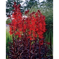 Lobelia fulgens'Queen Victoria' 