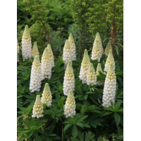 Lupinus'Noble Maiden'