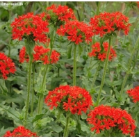 Lychnis chalcedonica