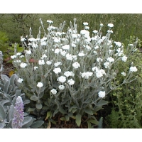 Lychnis coronaria'Alba'