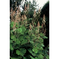 Macleaya cordata'Kelway's Coral Plume'