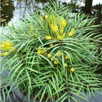 Mahonia'Soft Caress' 