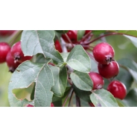 Malus'Mokum' 