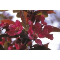 Malus'Profusion' 