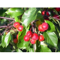 Malus'Rudolf' 