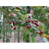 Malus'Profusion' 